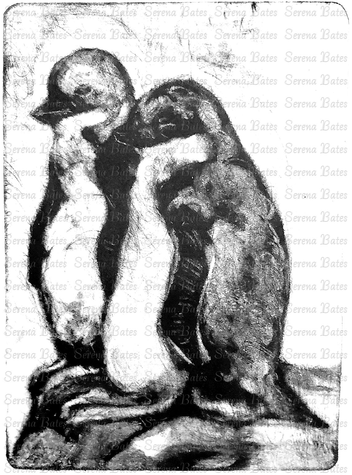 Drawing And Mono Print Gallery Serena Bates Westerly RI